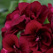 Dark Burgundy Geranium Seeds