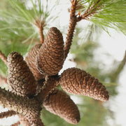 Japanese Black Pine Seeds - Herbal Seeds