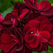 Dark Burgundy Geranium Seeds