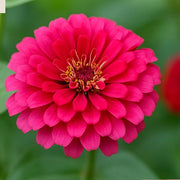 French Pink Marigold Seeds