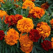 French Fireball Marigold Seeds