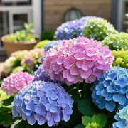 Wildflower Mix Hydrangea Seeds