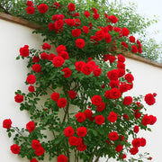 Climbing Red Cascade Rose Seeds