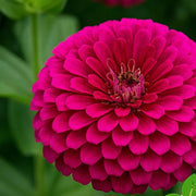French Pink Marigold Seeds