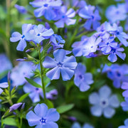 Blue Cutting Phlox Seeds