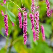 Kiss-Me-Over-The-Garden-Gate Seeds