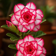 Double Desert Rose Seeds