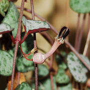 Ceropegia Seeds - Herbal Seeds