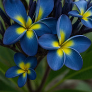 Blue & Yellow Plumeria Seeds Frangipani Seeds