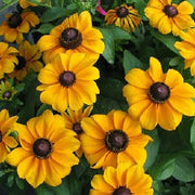 Premium Hirta Rudbeckia Seeds
