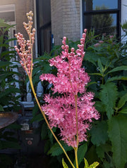 Wildflower Queen of the Prairie Seeds