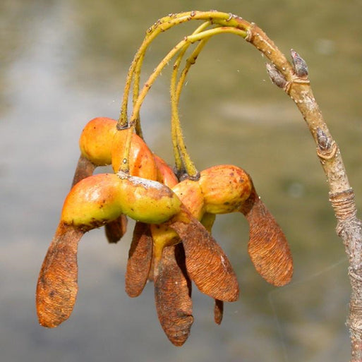 Sugar Maple Seeds, Herbal