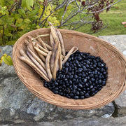 Black Turtle Pole Bean Seeds