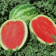 Crimson Sweet Watermelon Seeds