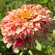 Peppermint Stick Zinnia Seeds