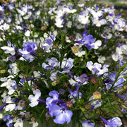 Blue Splash Lobelia Seeds