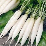 White Icicle Radish Seeds