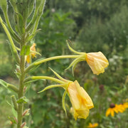 Hooker's Evening Primrose Seeds