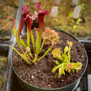 Hybrid Pitcher Seeds