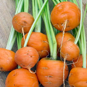 Round Carrot Seeds