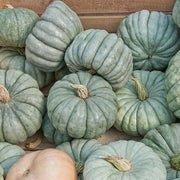 Bonsai Large Pumpkin Seeds