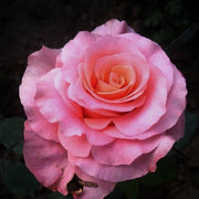 Salmon Pink Rosa spp. Seeds