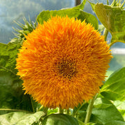 Teddy Bear Sunflower Seeds