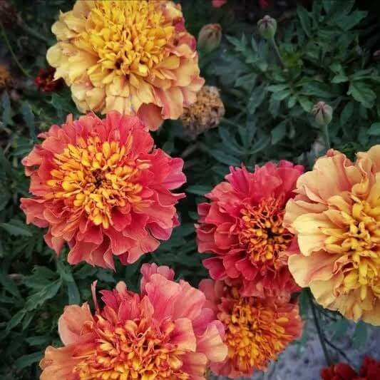 French Seeds, Tagetes patula