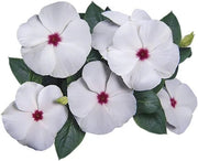 White with Eye Vinca Seeds