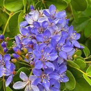 Blue Lignum Vitae Seeds