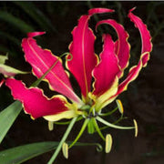 Gloriosa Superba Gloriosa Lily Seeds