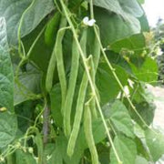 Green Appaloosa Bean Seeds