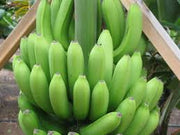 Giant Cavendish Banana Seeds