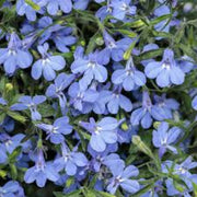 Blue & White Crest Lobelia Seeds, Herbal