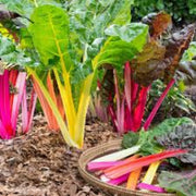 Rainbow Chard Seeds