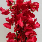 Orange Sweet Pea Seeds