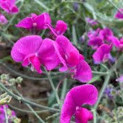 Pink Sweet Pea Seeds