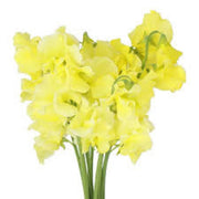Light Yellow Sweet Pea Seeds