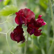 Elegance Burgundy Sweet Pea Seeds