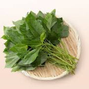 Corchorus olitorius Egyptian Spinach Seeds