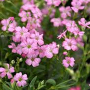 Pink Gypsophila Seeds
