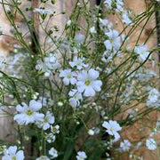 Snowflake White Gypsophila Seeds