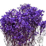 Dark Purple Gypsophila Seeds