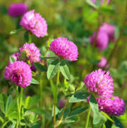 Pink Clover Seeds