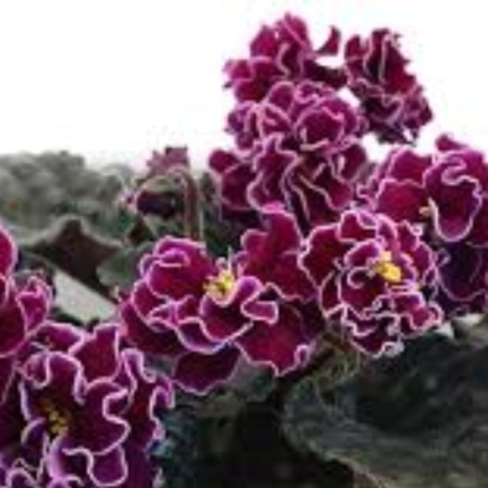 Burgundy Saintpaulia African Violet Seeds