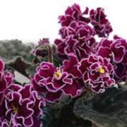 Burgundy Saintpaulia African Violet Seeds
