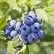 Southern Seeds, Vaccinium corymbosum