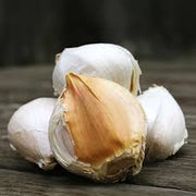 White Elephant Garlic Seeds