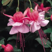 Light Pink Red Fuchsia Seeds