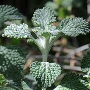 Horehound Seeds, Marrubium Vulgare